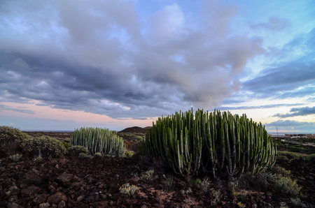 Calm Cactus Desert Sunset in Tenerife Canary Island