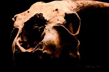 Dry Goat Skull with Big Horns on Black Backgroundの写真素材