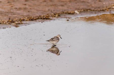 One Adult Kentish Plover Water Bird near a Beach