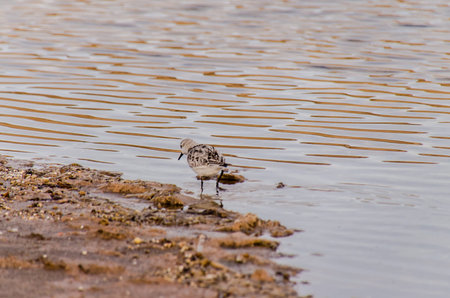 One Adult Kentish Plover Water Bird near a Beach