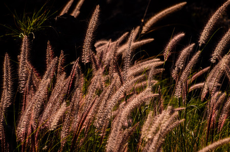 Golden Ears of Wheat on the Fieldの写真素材