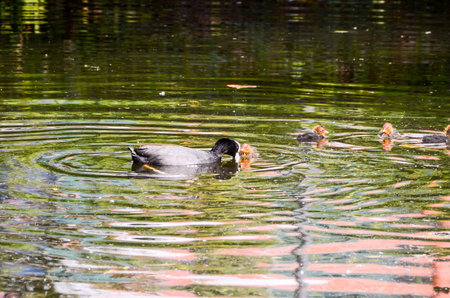 Duck Swimming in a Green Water River.の写真素材