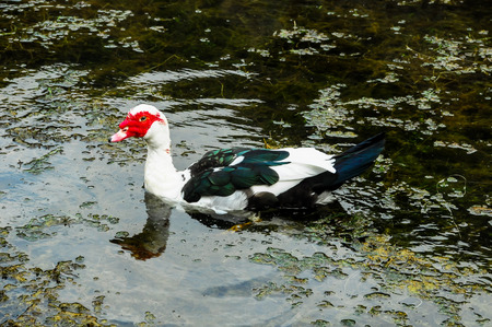 Muscovy Duck Swimming in a Black Water Lakeの写真素材