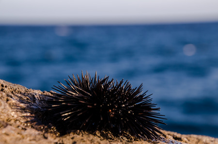 Sea Urchin on Rock Near Ocean Backgroundの写真素材