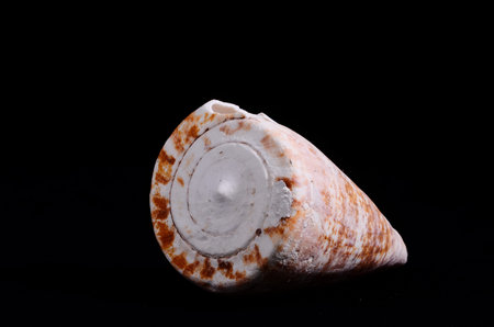 Sea Shell Isolated On A Black background
