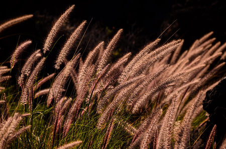 Golden Ears of Wheat on the Fieldの写真素材