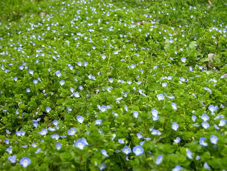 Blooming Fresh Colored Flower on a Green Gardenの写真素材