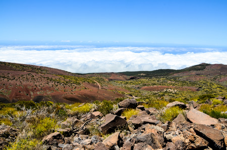 High Clouds over Pine Cone Trees Forest in Tenerife Islandの写真素材
