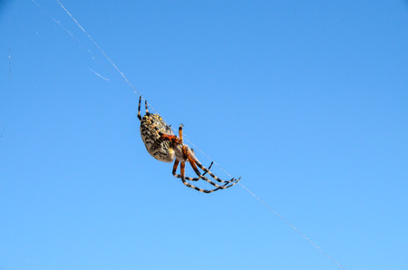 Big Insect Spider and Web into the Wildの写真素材