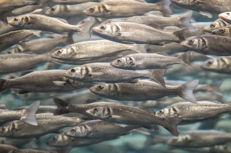 Underwater School of Silver Gray Fish in Aquariumの写真素材
