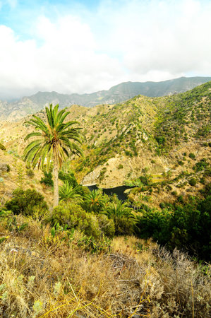 Tropical Canarian Green Palm and Black Water Lakeの写真素材