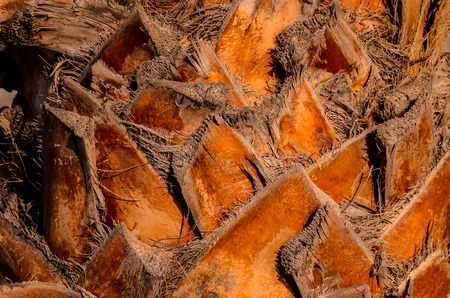 Macro of a Palm Tree Trunk Texture Backgroundの写真素材
