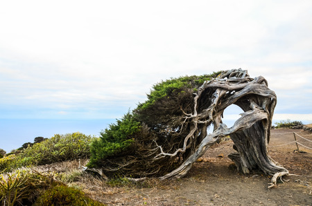 Gnarled Juniper Tree Shaped By The Wind at El Sabinar, Island of El Hierroの写真素材