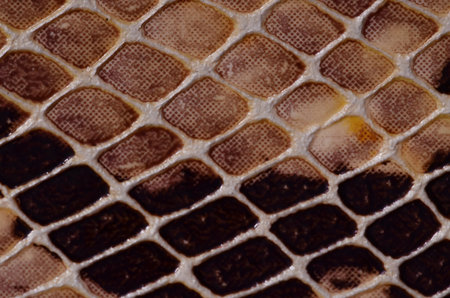 Artificial Reptil Snake Skin Seamless Pattern Texture