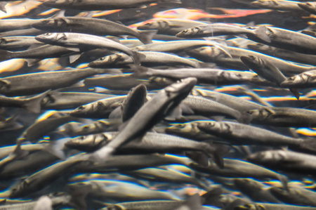 Underwater School of Silver Gray Fish in Aquariumの写真素材