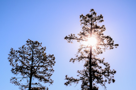 Picture of The Backlight Tree Silhouette over a Blue Skyの写真素材