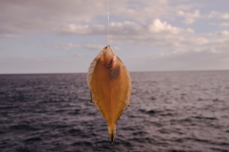 Whole Single Fresh Sole Fish Near The Oceanの写真素材