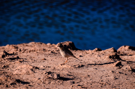 One Adult Kentish Plover Water Bird near a Rock Beach
