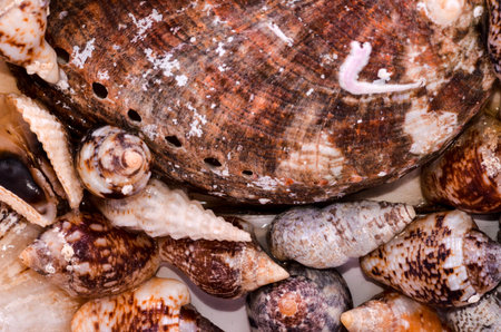 Texture Background of colored round sea shells