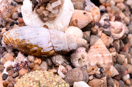 Texture Background of colored round sea shellsの写真素材
