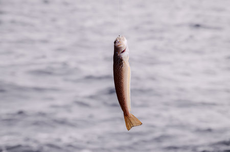 One Sea Fish Hooked over the Blue Atlantic Ocean