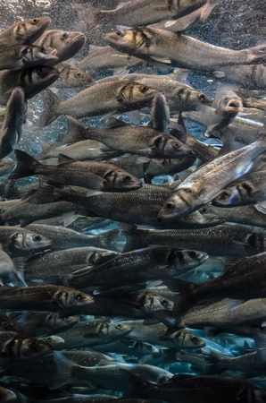 Underwater School of Silver Gray Fish in Aquariumの写真素材