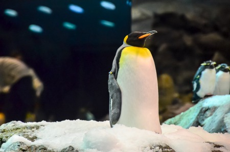 Black and White Colored Penguin in a Cold Placeの写真素材