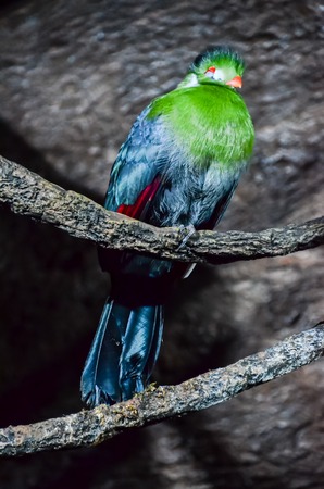 Parrot Tropical Bird with a Colroed Fatherの写真素材