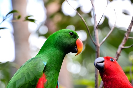 Parrot Tropical Bird with a Colored Fatherの写真素材