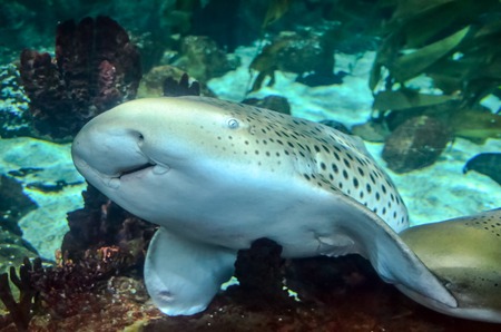 Picture of aTropical Aquarium Fish Tank Underwater Viewの写真素材