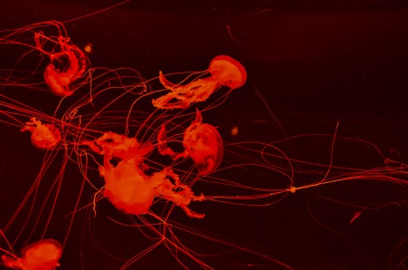 Small Jelly Fish Medusa Colored by the Lightの写真素材