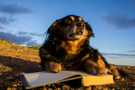One intelligent Black Dog Reading a Book on a White Backgroundの写真素材