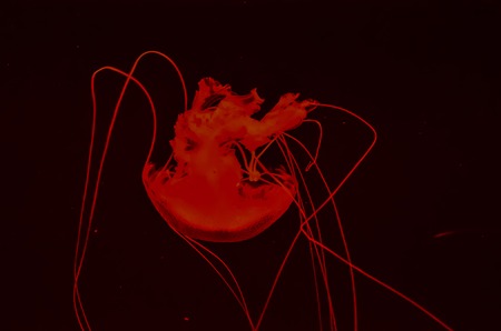 Small Jelly Fish Medusa Colored by the Lightの写真素材