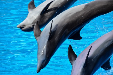 Underwater School of Silver Gray Fish in Aquariumの写真素材