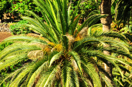Tropical Canarian Green Palm Leaf Background in Summerの写真素材