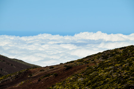 High Clouds over Pine Cone Trees Forest in Tenerife Islandの写真素材