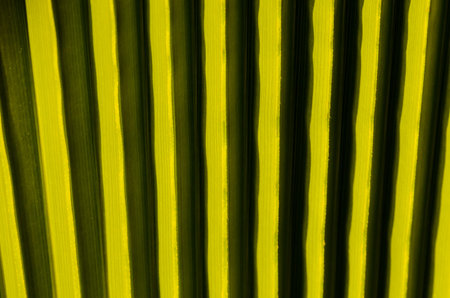Texture of Green Palm Leaf Pattern Backround