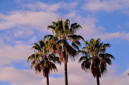 Green Palm Canarian Tree on the Blue Sky Backgroundの写真素材