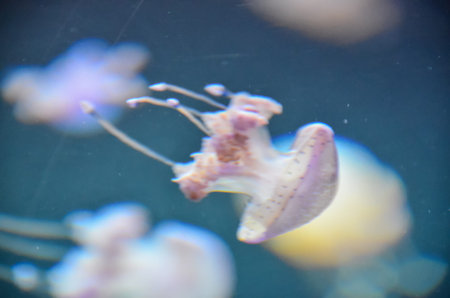 Small Jelly Fish Medusa Colored by the Light
