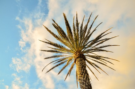 Green Palm Canarian Tree on the Blue Sky Backgroundの写真素材