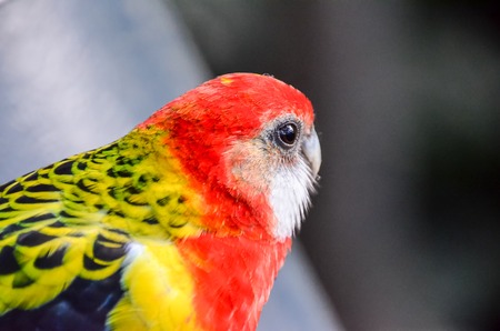 Parrot Tropical Bird with a Colroed Fatherの写真素材