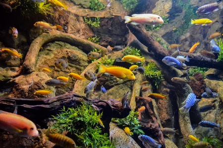 Picture of aTropical Aquarium Fish Tank Underwater Viewの写真素材