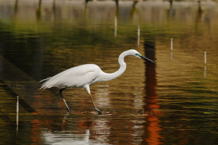 Great White Egret (Ardea Alba) fishing in the Water of a Temple in Japan