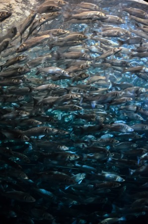 Underwater School of Silver Gray Fish in Aquariumの写真素材