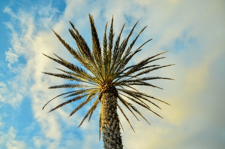 Green Palm Canarian Tree on the Blue Sky Backgroundの写真素材