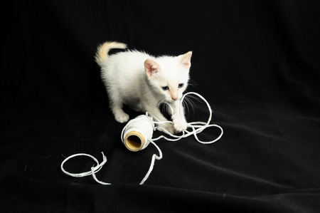 White Young Baby Cat on a Black Backgroundの写真素材