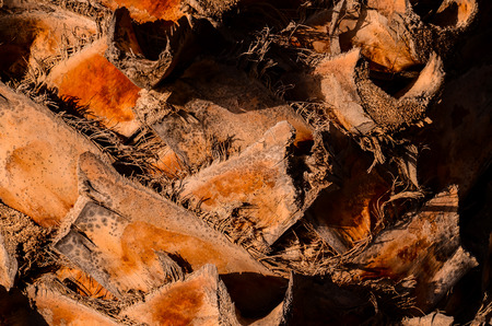 Macro of a Palm Tree Trunk Texture Backgroundの写真素材