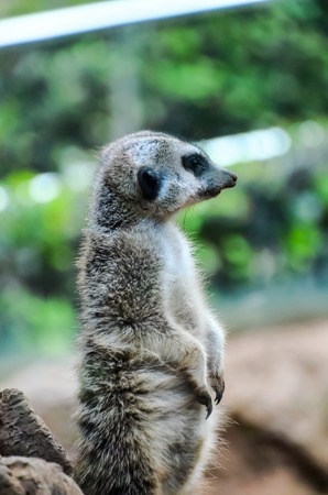 Small Brown Carnivore African Mammal Animal Suricataの写真素材