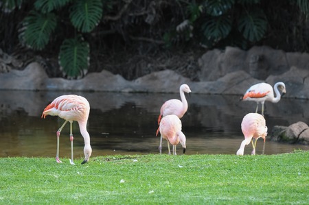 Pink Adult Flamingo on a Grass Groundの写真素材
