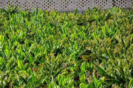 Banana Plantation Field in Tenerife Canary Islandsの写真素材